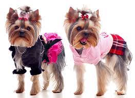 Do i need to buy clothes for my yorkie poo because of their size? Buy Yorkie Outfits And Jackets Yorkie Clothing