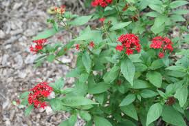 Image result for Pentas lanceolata