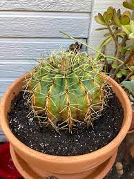 Couple of dem was dead fo litto while, even one. Just Inherited This Barrel Cactus I Think Is It Already Dead Or Can I Bring It Back To Life Cactus