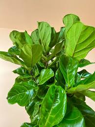 Image result for Ficus lyrata