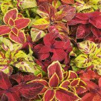 Image result for Coleus meyeri