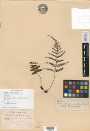 Image result for Davallia chaerophylloides