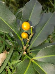 Image result for Vepris