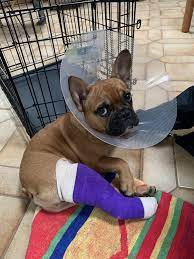 Maybe you would like to learn more about one of these? I Thought I Could Fly French Bulldogs Frenchbulldog Frenchie Cute French Bulldog French Bulldog Puppies French Bulldog Mix