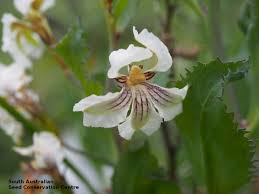 Image result for Goodeniaceae