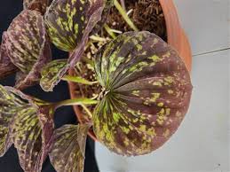 Image result for Nervilia crociformis