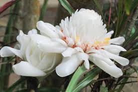 Image result for Etlingera