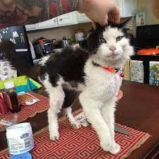 A Very Unhealthy And Skinny Stray Cat Who Weighed Only 5 Lbs Was All Smiles When He Is Given A Place To Call Sweet Home Cats And Kittens Cats Pretty Cats