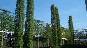 Gruner Sichtschutz Moderner Sichtschutz Im Garten Sichtschutz Garten Sichtschutz Baume Und Spalier