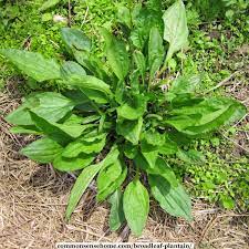 Check spelling or type a new query. Broadleaf Plantain The Weed You Won T Want To Be Without