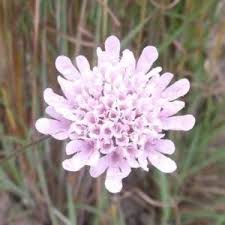Image result for Scabiosa drakensbergensis