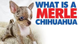 Light tan, male, eight month old chihuahua for sale. Merle Chihuahua The Truth Behind This Unusually Colored Dog
