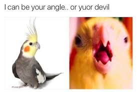 Birbmemes On Twitter I Can Be Your Angle Or Yuor Devil C