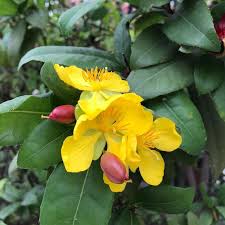 Image result for Ochna confusa