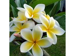Pin Auf Frangipani