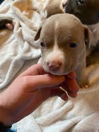 Rumble — just starting to play and get vocal. Reddit Meet Cirilla The 3 Week Old Pitbull Aww