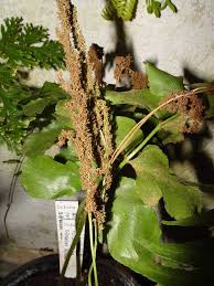 Image result for Mohria lepigera