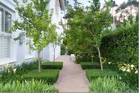 The meyers lemons are also prevalent around houston orchards. Line The Side Yard With Fruit Trees Southern Exposure Full Sun Landscape Design Landscaping Around Trees Garden Design Ideas Inspiration