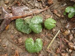 Image result for Nervilia petraea