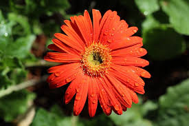 Image result for Gerbera viridifolia