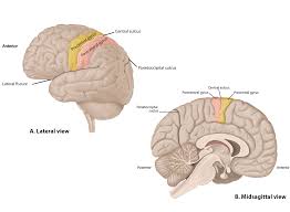 Image result for Brain Gyri