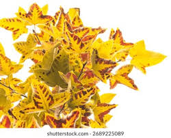 Image result for Liquidambar formosana