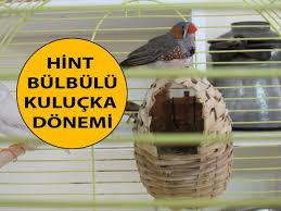 Hint Bulbulu Kulucka Donemi Youtube