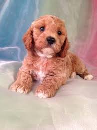 It's tempting to look for cheaper puppies from other places. Cockapoo Puppies For Sale Cockapoo Breeder In Iowa