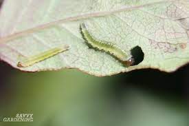 Head and leaves of cabbage in hole, eaten by larvae butterflies and caterpillars. Rose Pests Identification And Organic Controls For The Landscape