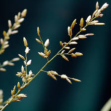 Image result for Eragrostis ciliaris