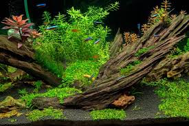 Ambient light in your home is enough for aquarium plants most of the time. How To Keep Driftwood From Floating 5 Easy Tricks It S A Fish Thing