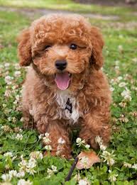 Bichon Poodle Why You Should Own This Curly Haired Teddy Bichon Poodle Mix Poodle Mix Breeds Poodle Puppy