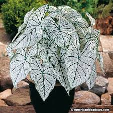 Candidum Caladium Caladium Plants Colorful Plants