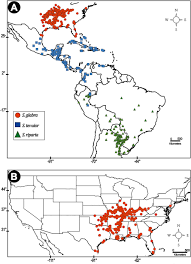 Search the world's information, including webpages, images, videos and more. Integrative Taxonomic Analyses Sheds Light On Three Historically Disputed American Spermacoce Species And A Key To The American Species Of Spermacoce Spermacoceae Rubiaceae