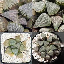 Image result for Pterodiscus angustifolius