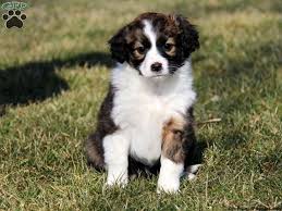 All Black Border Collie Puppy For Sale Miniature Border Collie Puppies For Sale Zoe Fans Blog Collie Puppies Border Collie Puppies Miniature Border Collie