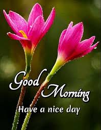 Maybe you would like to learn more about one of these? Good Morning Images For Whatsapp Good Morning Flowers Quotes Good Morning Images Good Morning Images Flowers