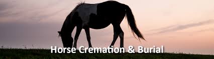 Maybe you would like to learn more about one of these? Pet Cremations Horse Cremations Large Animal Cremations Same Day Service