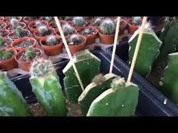 Dragon fruit look amazing and taste wonderful. Grafting Tubercles On Opuntia Stock Youtube Grafted Cactus Grafting Planting Succulents