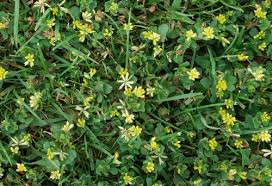 Creeping oxalis (oxalis corniculata) description: Lesser Trefoil Yellow Suckling Clover Is A Lawn Weed