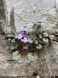 Image result for Cymbalaria muralis