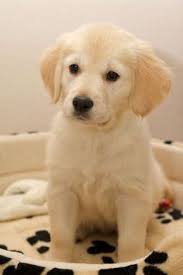 Super soft light cream fur. 36 Golden Retriever Puppies For Sale Ideas Puppies Golden Retriever Dogs