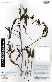 Image result for Isoglossa milanjiensis