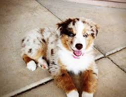 Australian shepherd mix puppies mn. German Shepherd Australian German Shepherd Golden Retriever Husky Mix Novocom Top