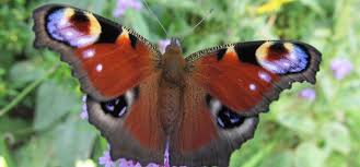 Insect Identification Bug Identification Garden Pests Uk And Europe In 2020 Wildlife Gardening Cat Plants Garden Pests Identification