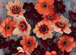 Image result for Vahlia digyna