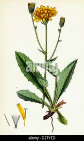 Image result for Ecbolium amplexicaule