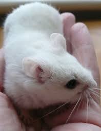 Black And White Syrian Hamster Black Eyed White Chinese Hamster Chinese Hamster Syrian Hamster Hamster