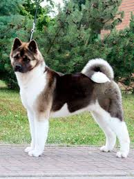 While the ears of both akita are triangular and upright, there is a slight difference. American Akita And Shiba Kennel Vdh Breeder Fci Puppies Lofoi Akita Shiba Com