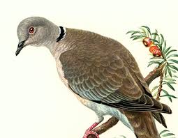 Image result for Dove Gray 1983 Hussmann